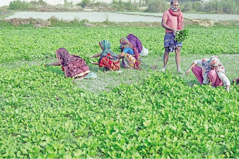 寒冷地野菜各種