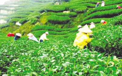 BTBは税関に対し、茶の輸入委託を許可しないよう要請