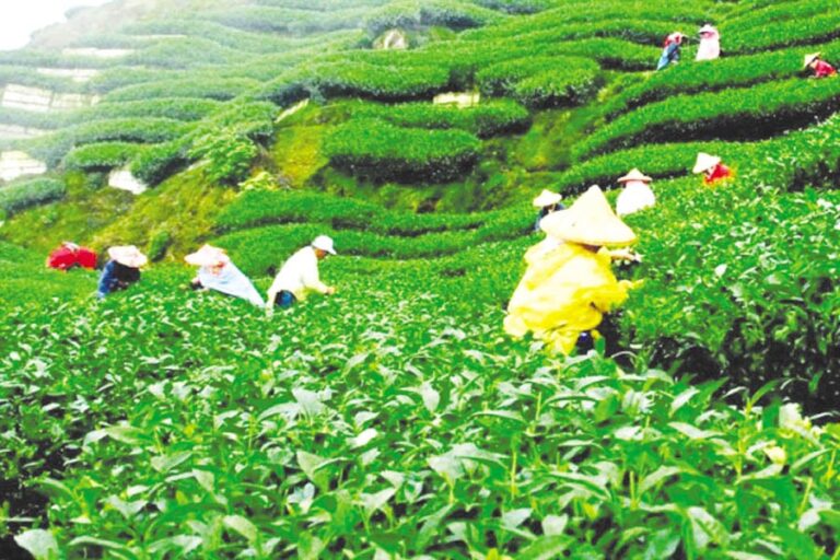 BTBは税関に対し、茶の輸入委託を許可しないよう要請