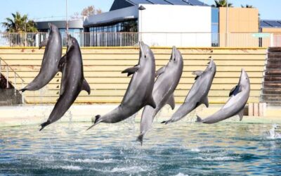 イタリア、ヨーロッパ初のイルカ海洋保護区を開設へ