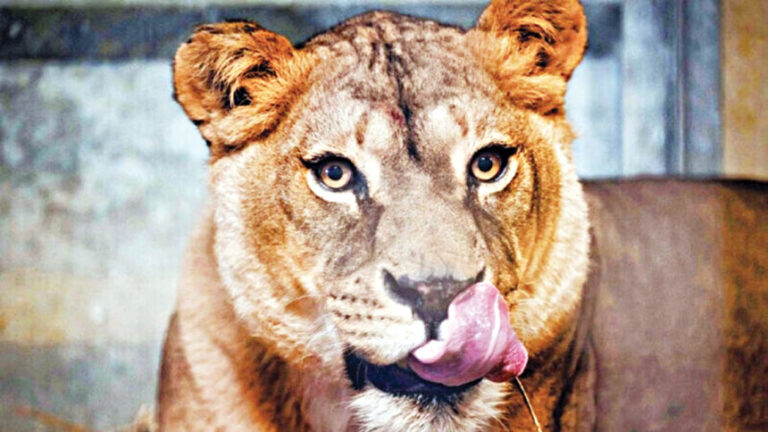 ミルプール動物園：雌ライオンが檻から逃げ出し、数時間後に檻に戻される