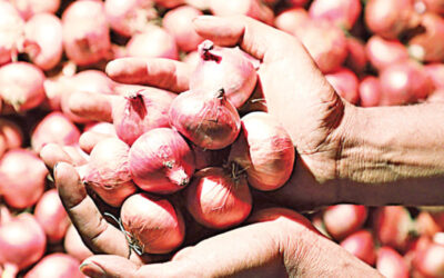 タマネギの輸入が本日再開