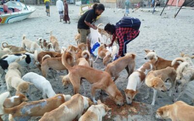 セントマーティン島の野良犬管理のための特別な取り組み