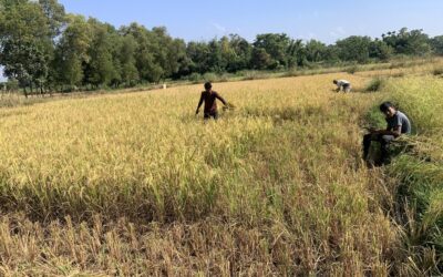 シレットのアマン米の収穫が終わりに近づき、すでに80％が収穫済み