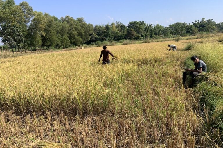 シレットのアマン米の収穫が終わりに近づき、すでに80％が収穫済み