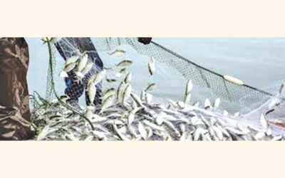 ベンガル湾の魚類資源、違法な乱獲で激減：ファリダ