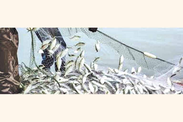 ベンガル湾の魚類資源、違法な乱獲で激減：ファリダ