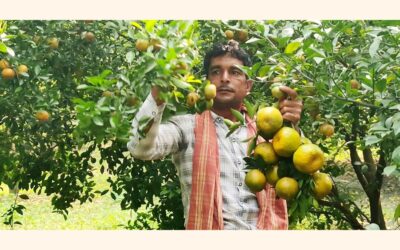 チャナワブガンジの農家が中国産オレンジの豊作で話題に