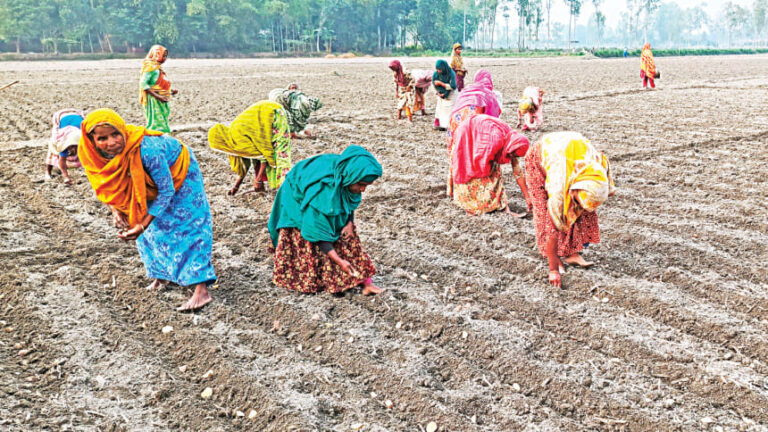 農家は巨額の損失を受けて来年のジャガイモの作付け面積を減らす