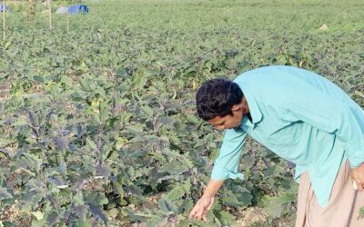 シレットでは野菜栽培が盛んだが、価格は依然として高い