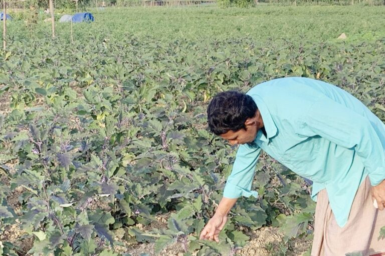 シレットでは野菜栽培が盛んだが、価格は依然として高い
