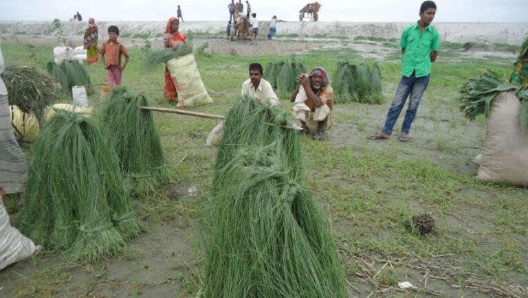 茅葺きシーズンの始まりとともにジャムナ浅瀬に希望が芽生える
