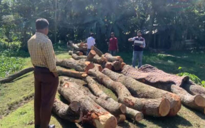 道路工事の許可なく31本の木が伐採された