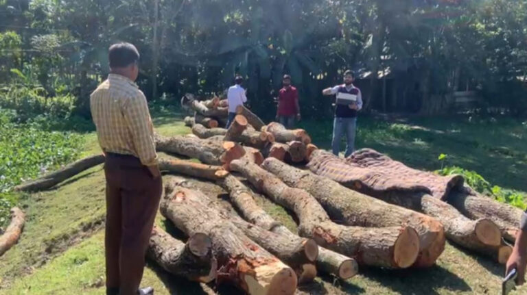 道路工事の許可なく31本の木が伐採された