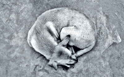 悲しみに暮れる野良犬と環境人文学への考察