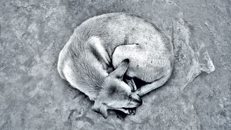 悲しみに暮れる野良犬と環境人文学への考察