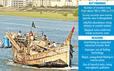 湾内の魚類資源は7年間で80%近く減少