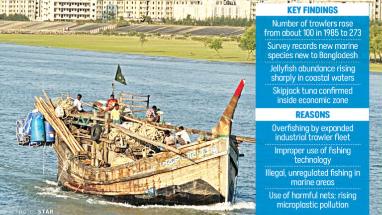 湾内の魚類資源は7年間で80%近く減少