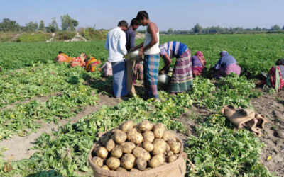 早生種のジャガイモ農家、古い在庫の過剰で打撃