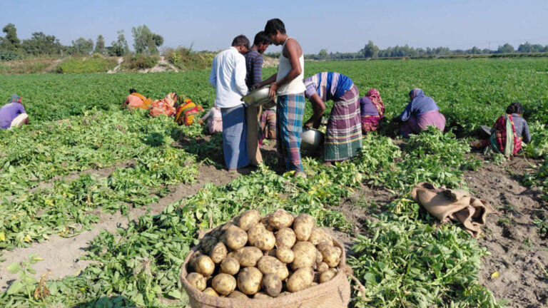 早生種のジャガイモ農家、古い在庫の過剰で打撃