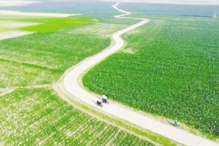 ハオルをつなぐ：BADCの取り組みがスナムガンジの稲作を変革