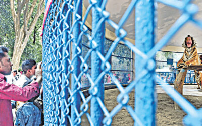 動物園は必要ない。野生動物のための安全な場所だけが必要だ。