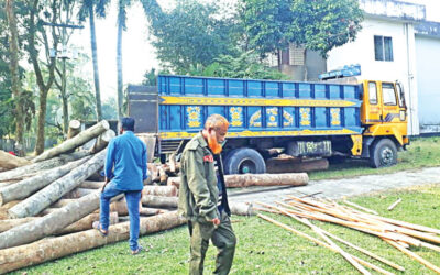 サチャリ、レマ・カレンガ：保護林での違法伐採が続く