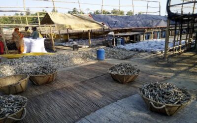 コックスバザールのナジラルテクは年間40億タカの干し魚取引を行っている