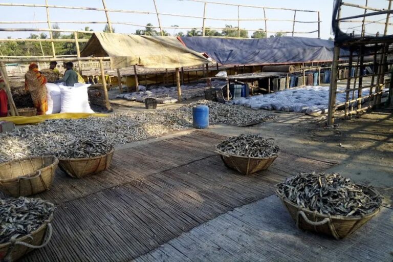 コックスバザールのナジラルテクは年間40億タカの干し魚取引を行っている