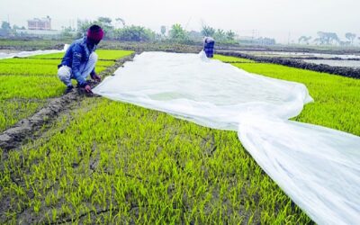 ジャショアの苗床に「冷害」が大打撃を与える