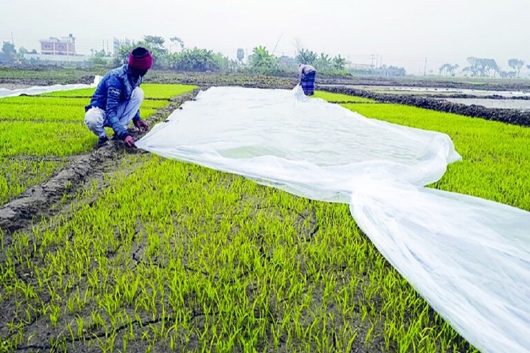 ジャショアの苗床に「冷害」が大打撃を与える