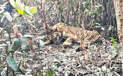 ベンガルトラ、密猟者の罠から救出される