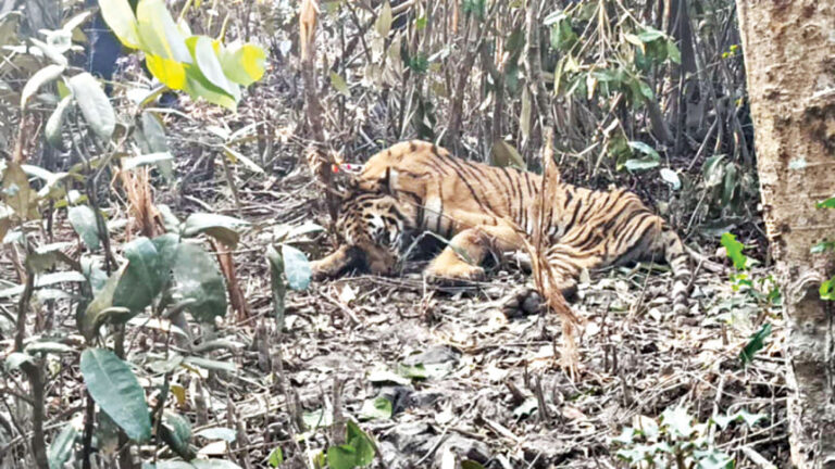 ベンガルトラ、密猟者の罠から救出される