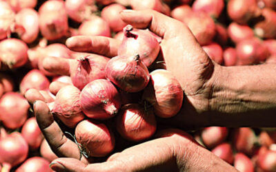 1ヶ月で5万2000トンが輸入され、タマネギの価格が下落