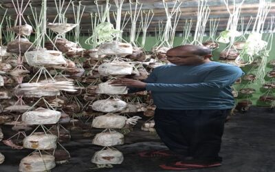 ゴパルガンジでキノコ栽培が人気上昇