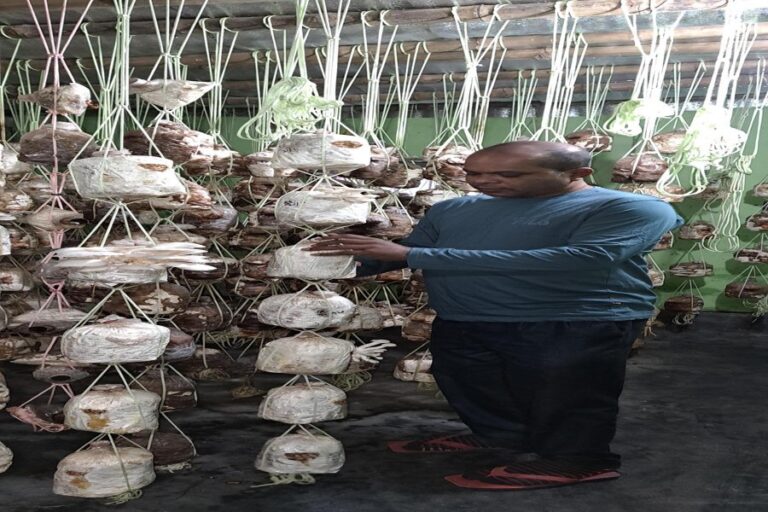 ゴパルガンジでキノコ栽培が人気上昇