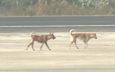 野良犬が徘徊し航空安全が懸念される