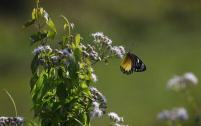 トップショット（2026年1月14日）