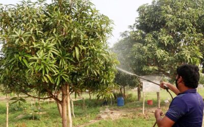 マンゴー農家は早めの開花に喜ぶ一方、寒さには落胆