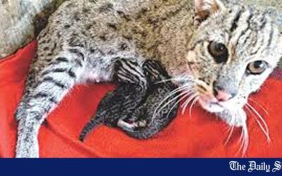 絶滅に追いやられた