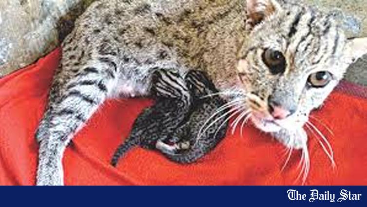 絶滅に追いやられた