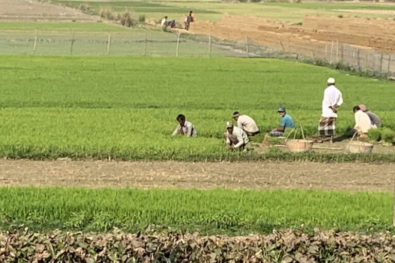 シレットの農民がボロの移植を完了しようと競争