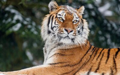 罠にかかったトラの救出で、スンダルバンスにおける密猟の脅威の高まりが明らかに