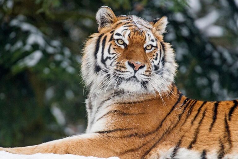 罠にかかったトラの救出で、スンダルバンスにおける密猟の脅威の高まりが明らかに