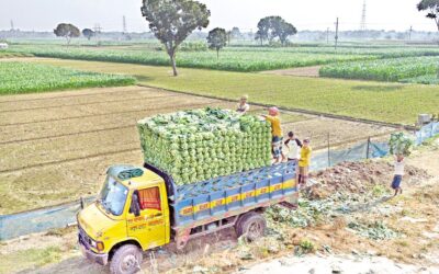 農場労働者が収穫したばかりのカリフラワーの大きな束を積み込む