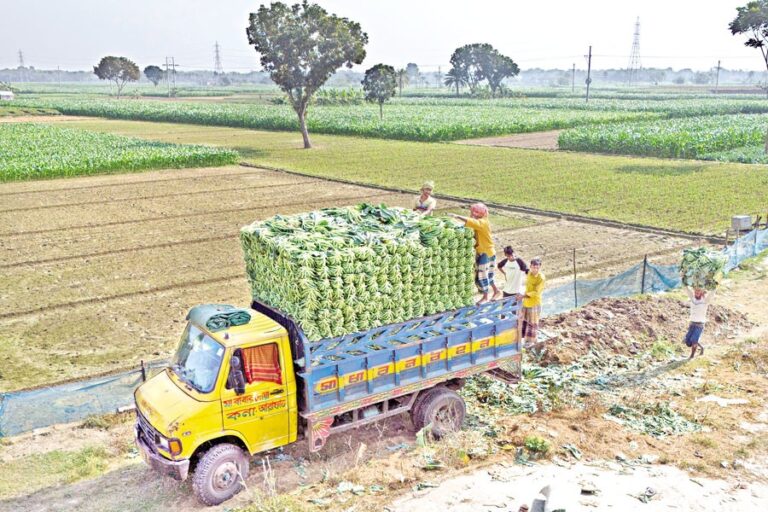 農場労働者が収穫したばかりのカリフラワーの大きな束を積み込む
