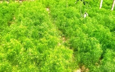 クミン栽培がバリンドの農家に新たな希望をもたらす