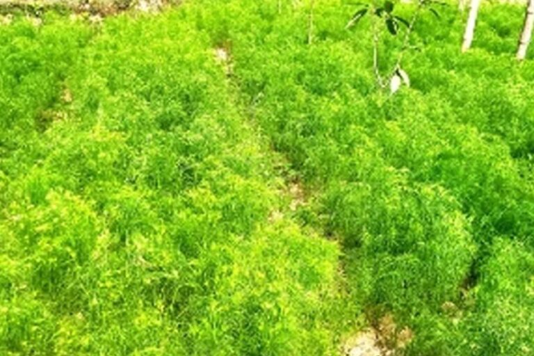 クミン栽培がバリンドの農家に新たな希望をもたらす