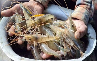 学生の取り組みにより、ナオガオンは巨大なエビ養殖の中心地へと変貌