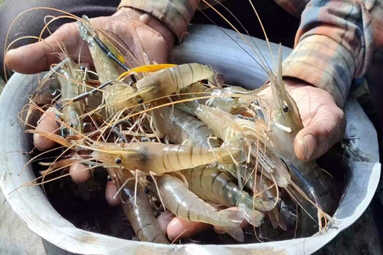 学生の取り組みにより、ナオガオンは巨大なエビ養殖の中心地へと変貌